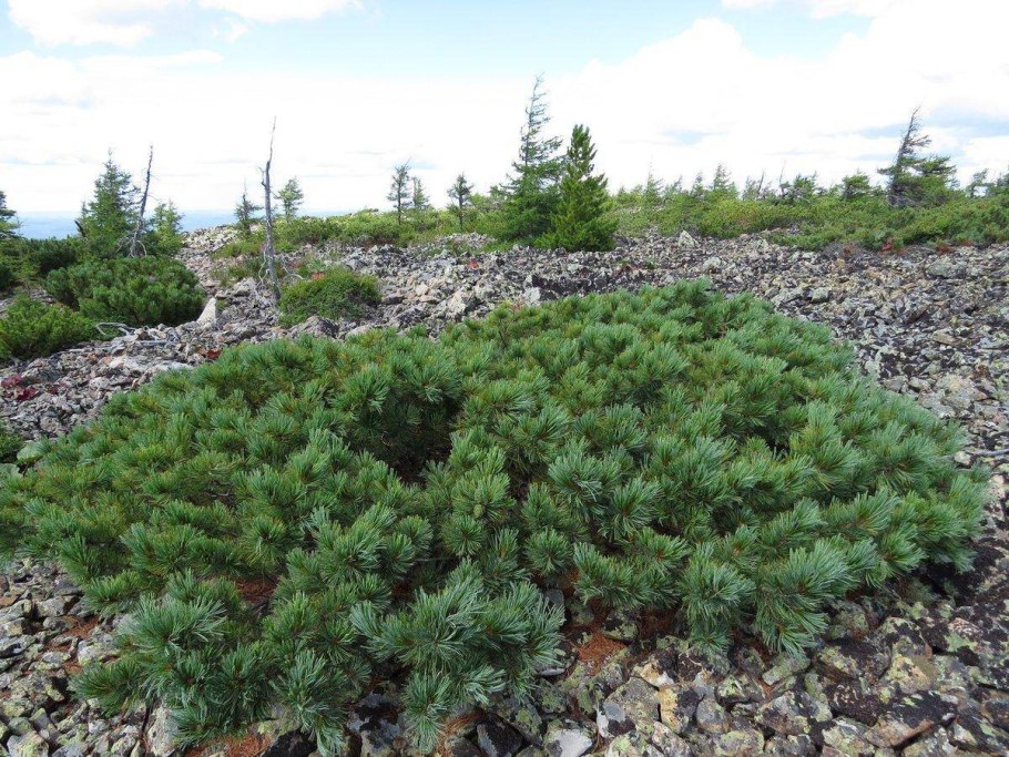 Сосна Pinus Sylvestris norske Typ