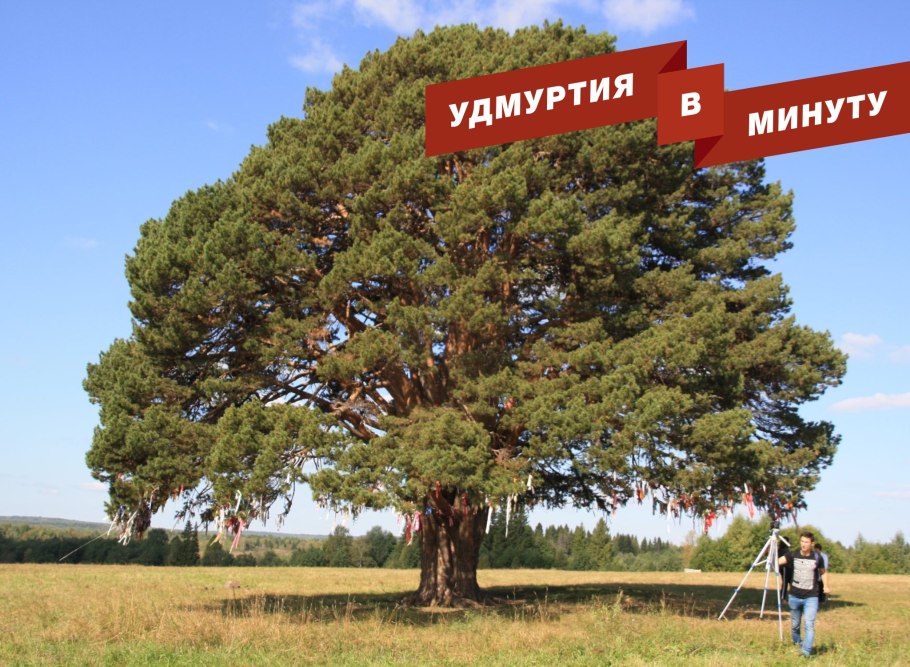 Исполин малиновый Сибирский сад