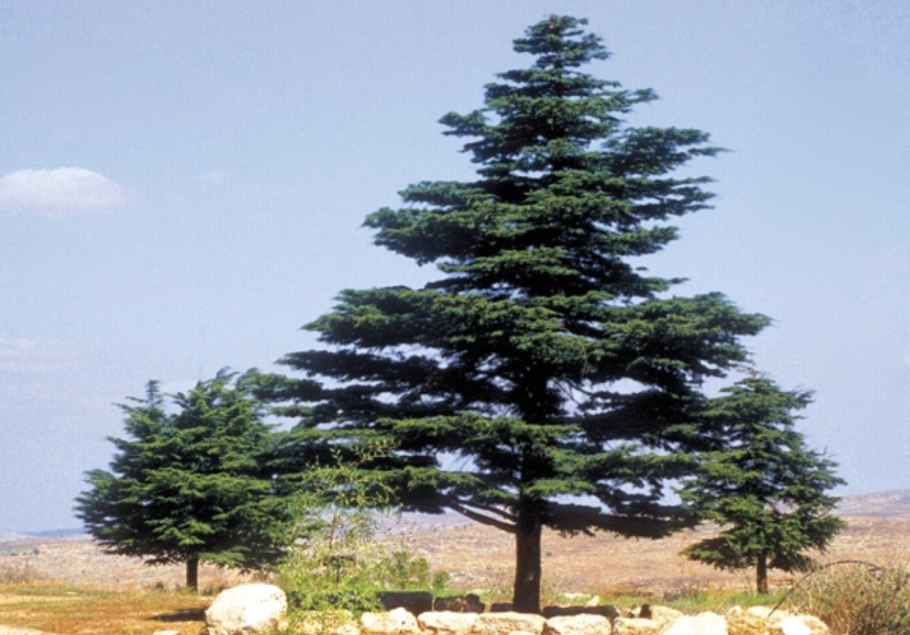 Сосна обыкновенная габитус