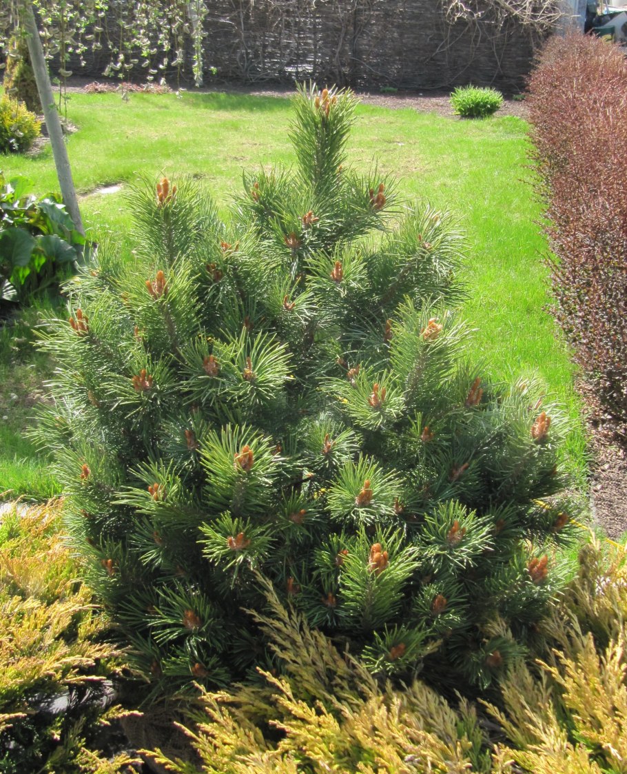 Сосна черная Спилберг