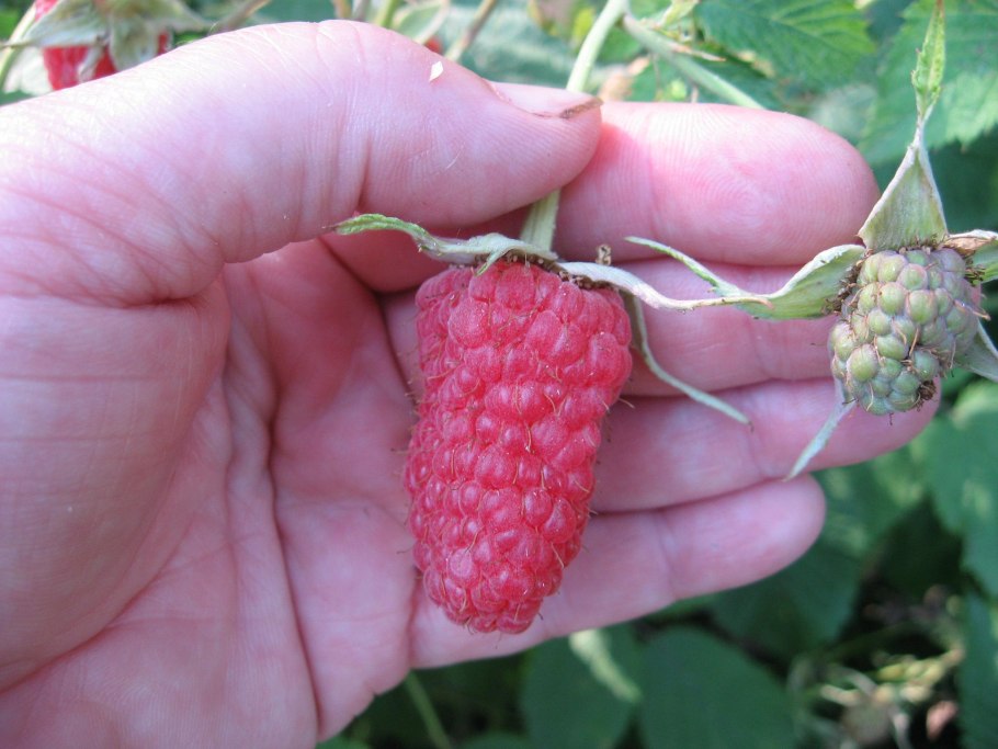 300 Летняя сосна Удмуртия