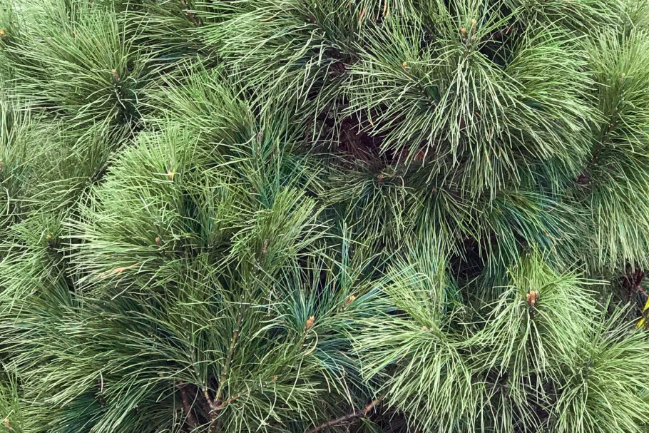 Кедр Сибирский рост в год