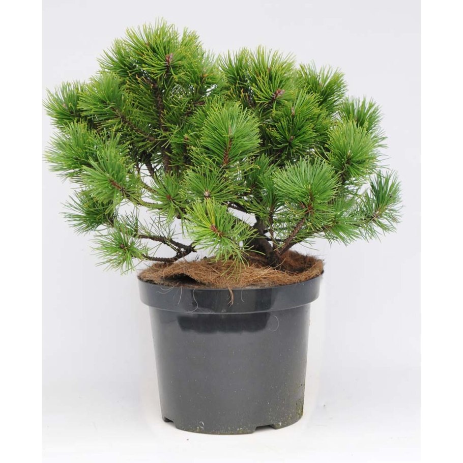 Кедровая роща в Решме