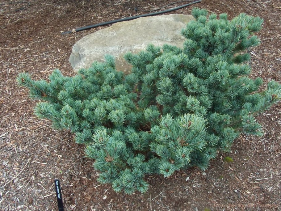 Секвойя Северной Америки