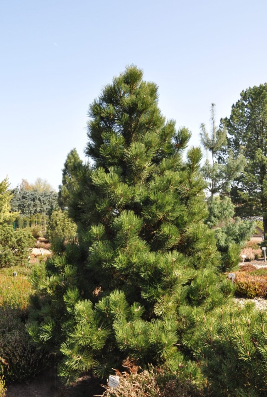 Pinus nigra Spielberg