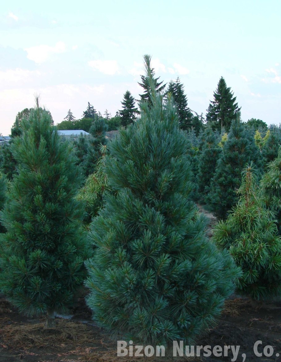 Сосна Горная Якобсен