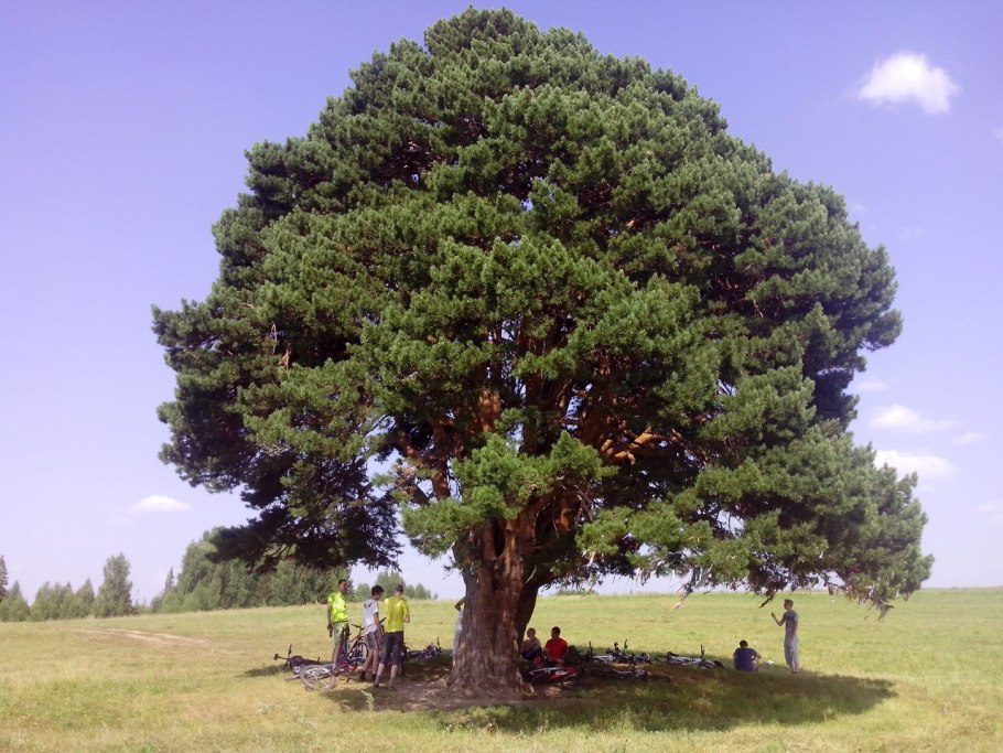 Сосна желтая Pinus Ponderosa