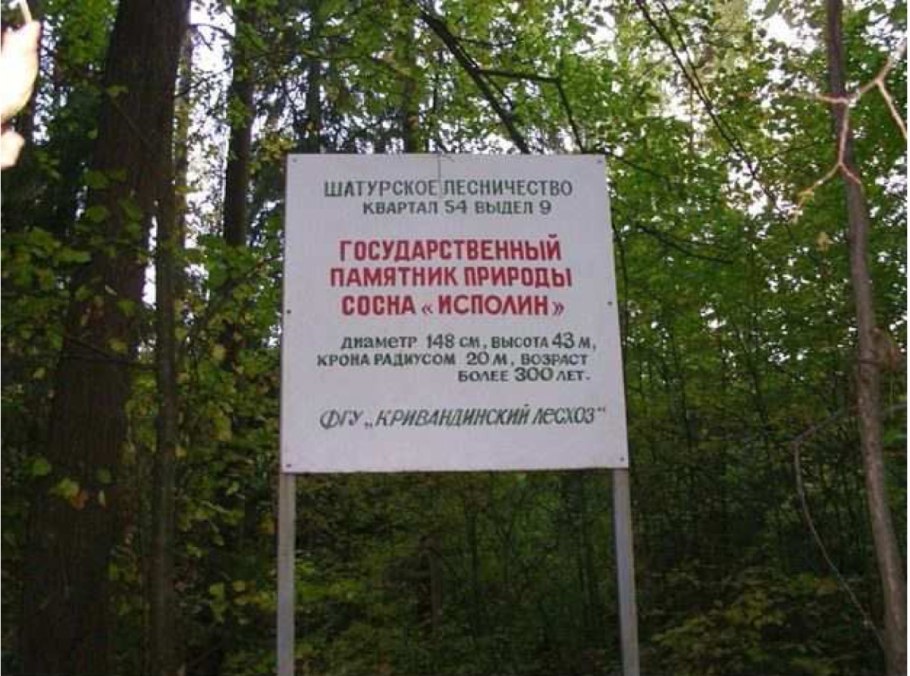 Сосна Веймутова Фастигиата