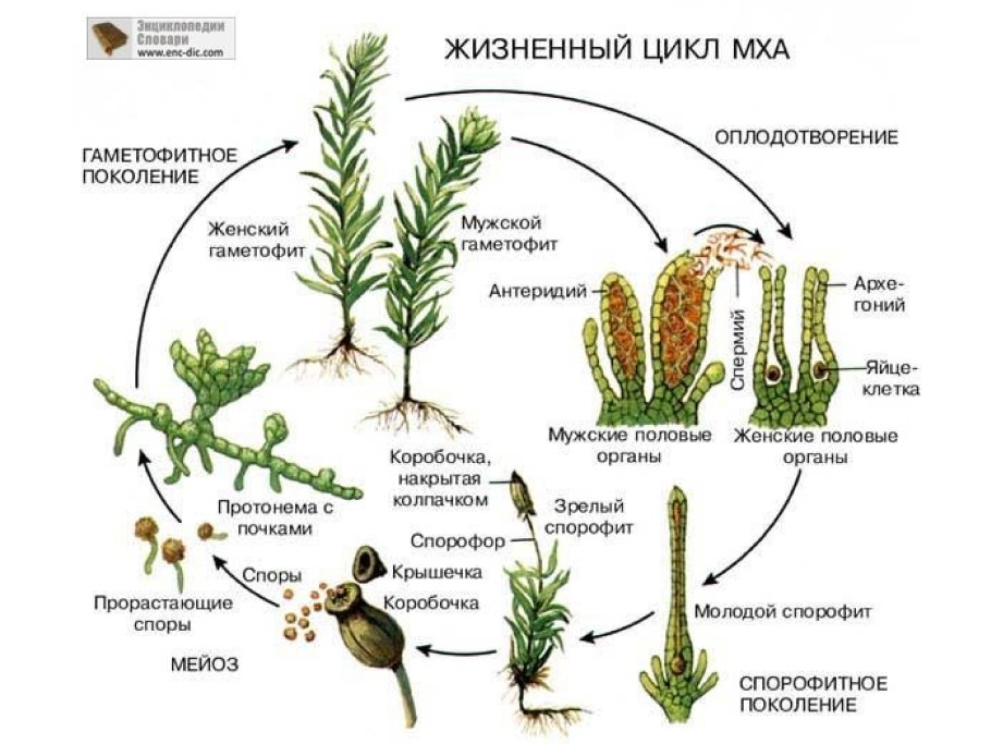 Жизненный цикл мхов схема