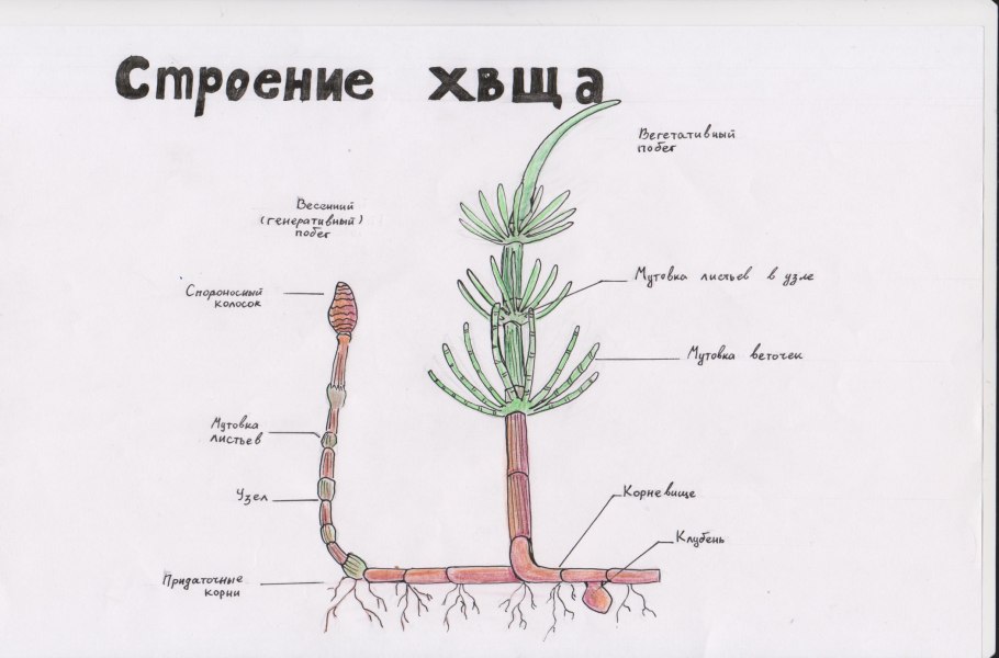 Строение высших споровых растений
