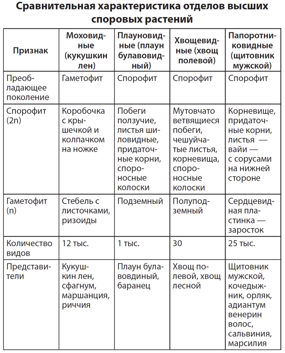 Сравнительная характеристика отделов высших споровых растений