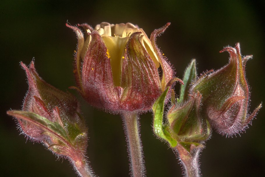 Многоорешек гравилата