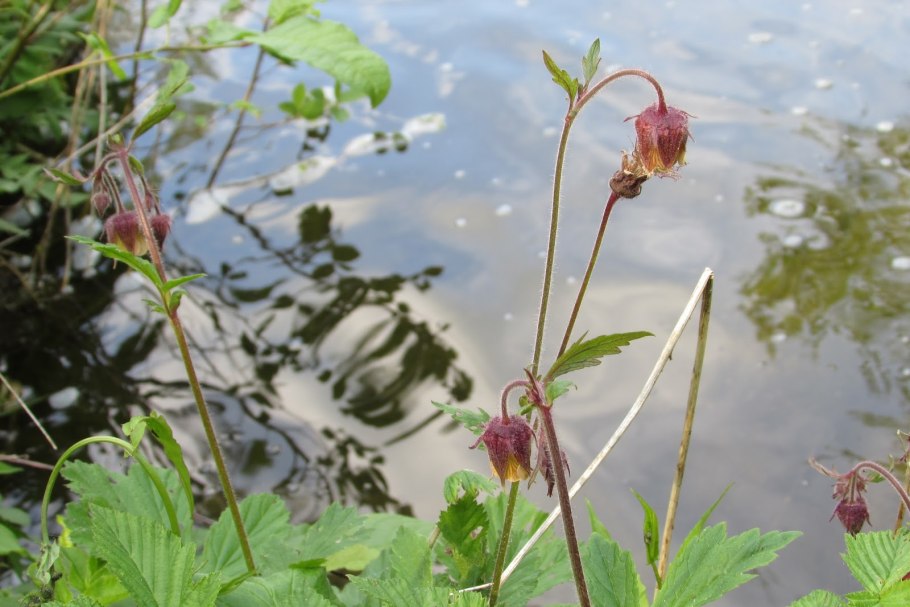 Гравилат Речной