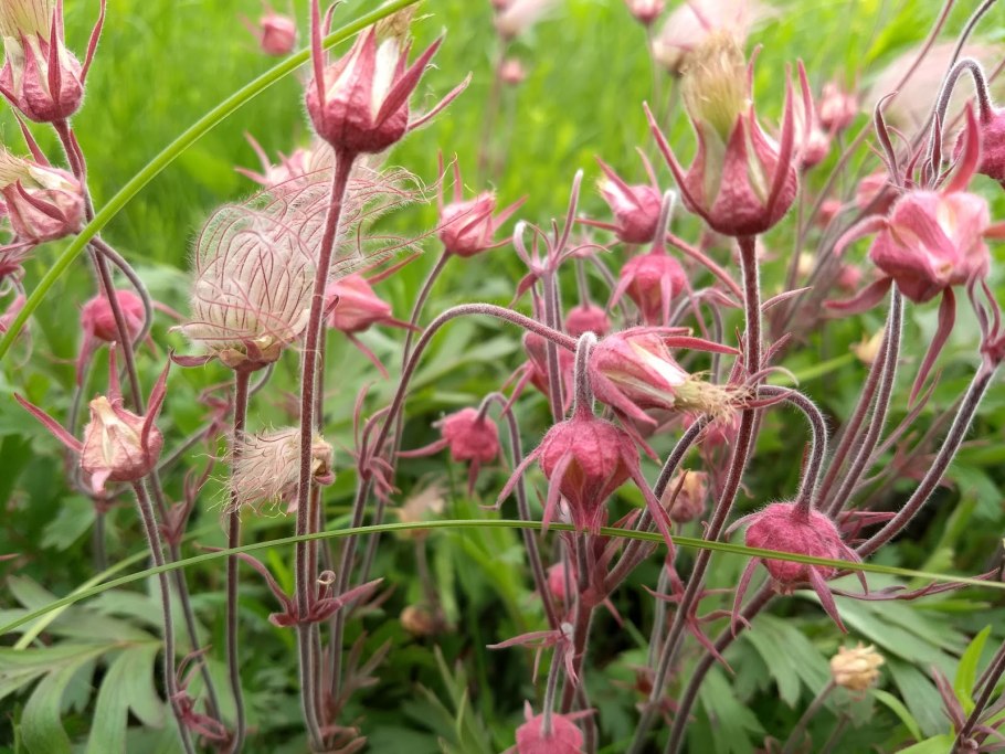 Гравилат флеймс оф Пэшн