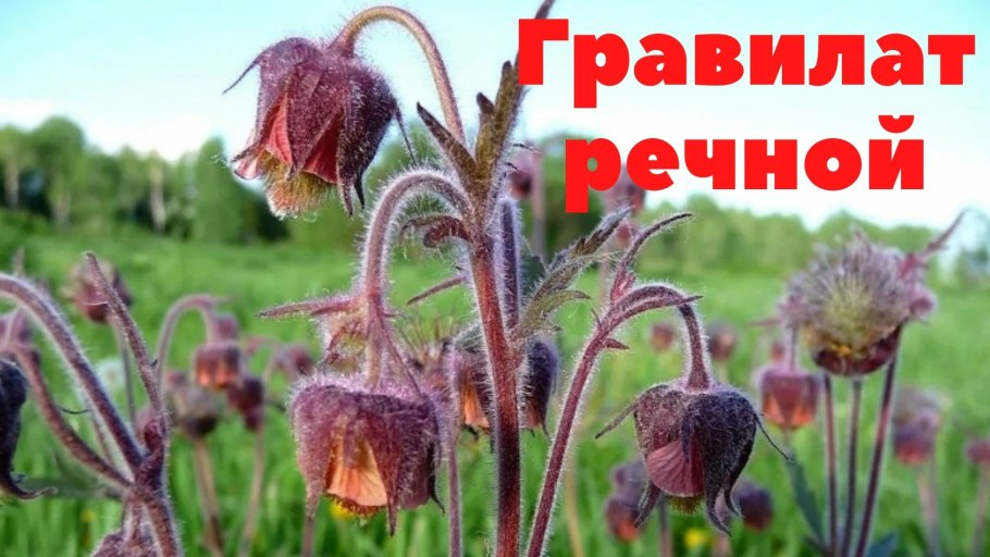 Гравилат Речной – Geum Rivale