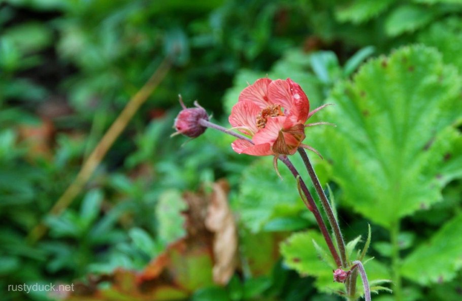 Geum - гравилат полевой