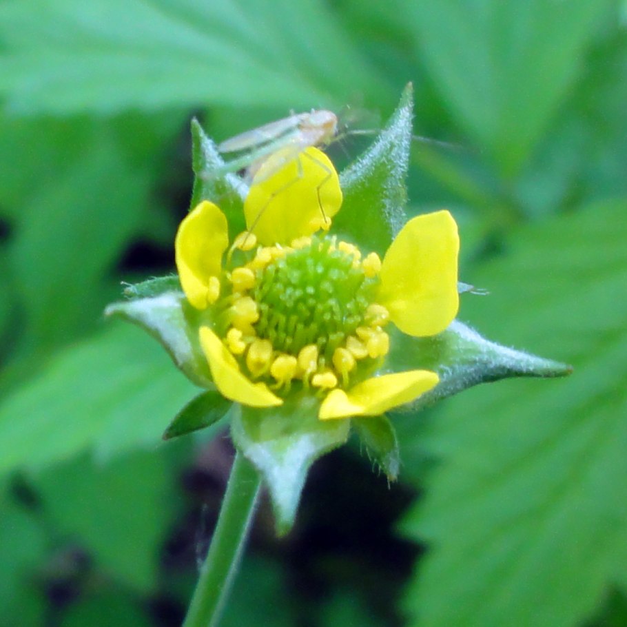 Гравилат Леонардс Вараети