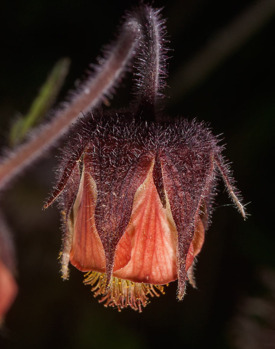 Гравилат трифлорум