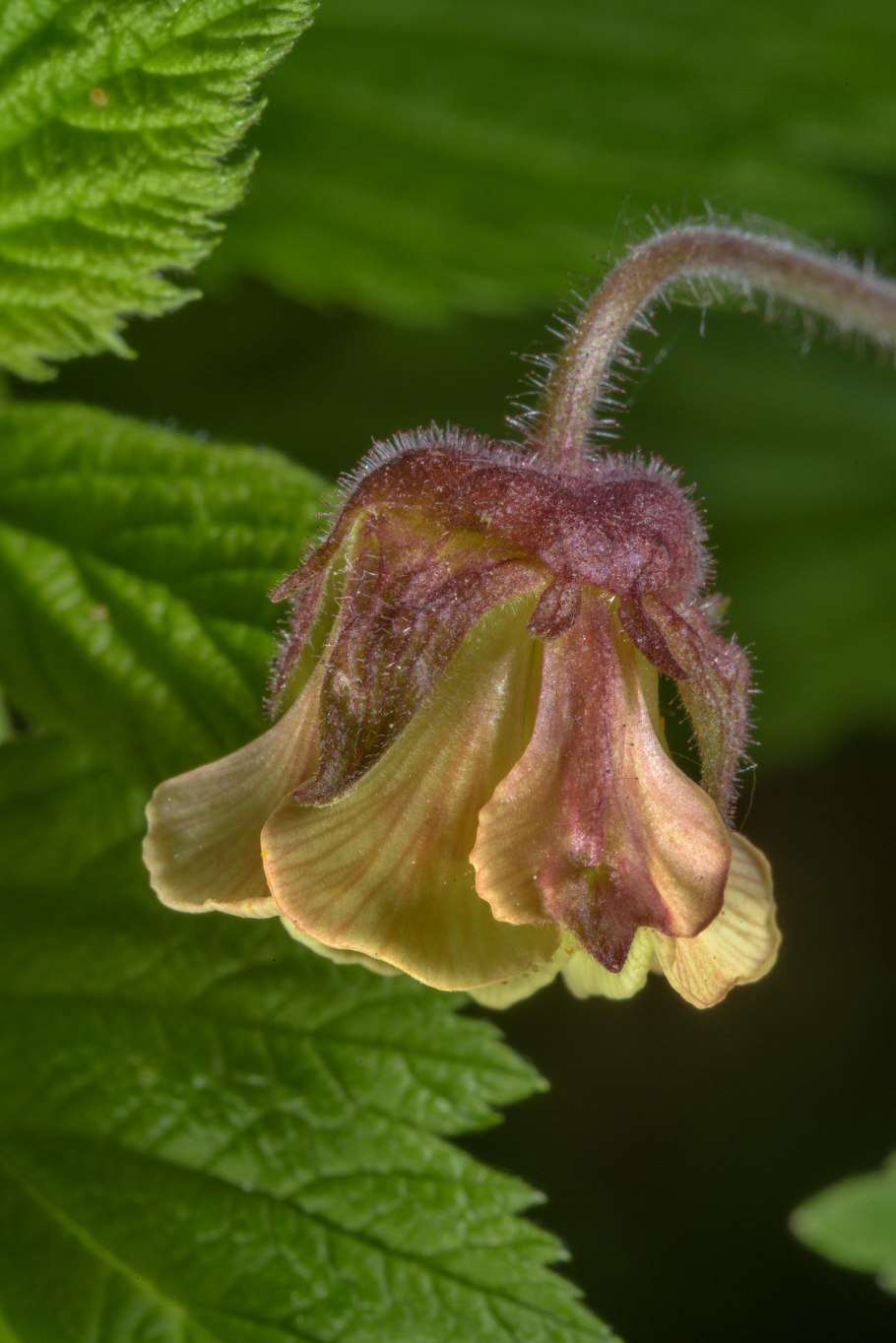 Гравилат Речной Альба