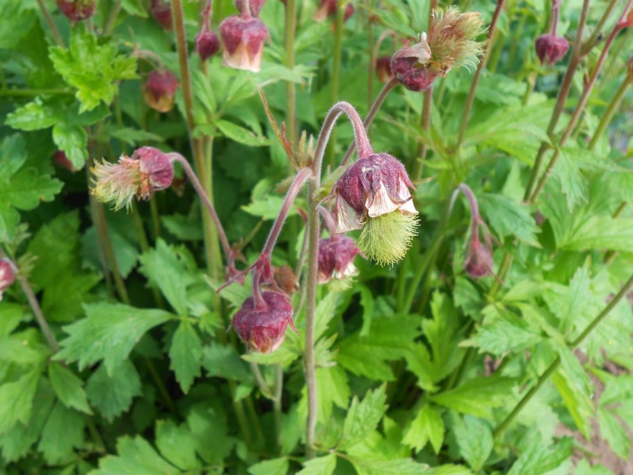 Гравилат Речной – Geum Rivale