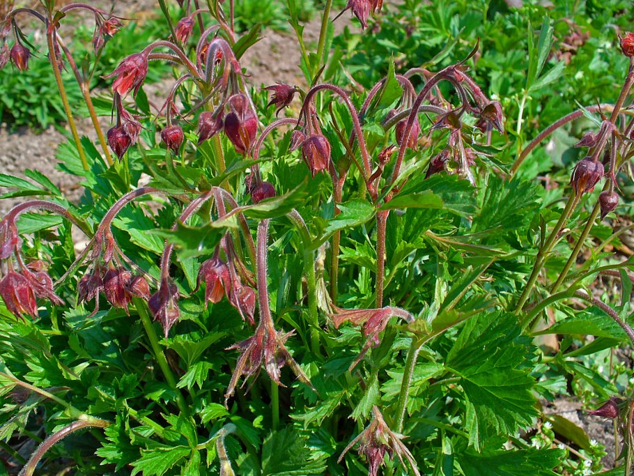 Гравилат Leonard's variety