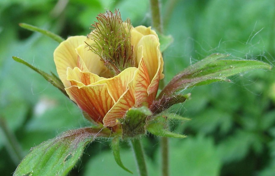 Гравилат крупнолистный