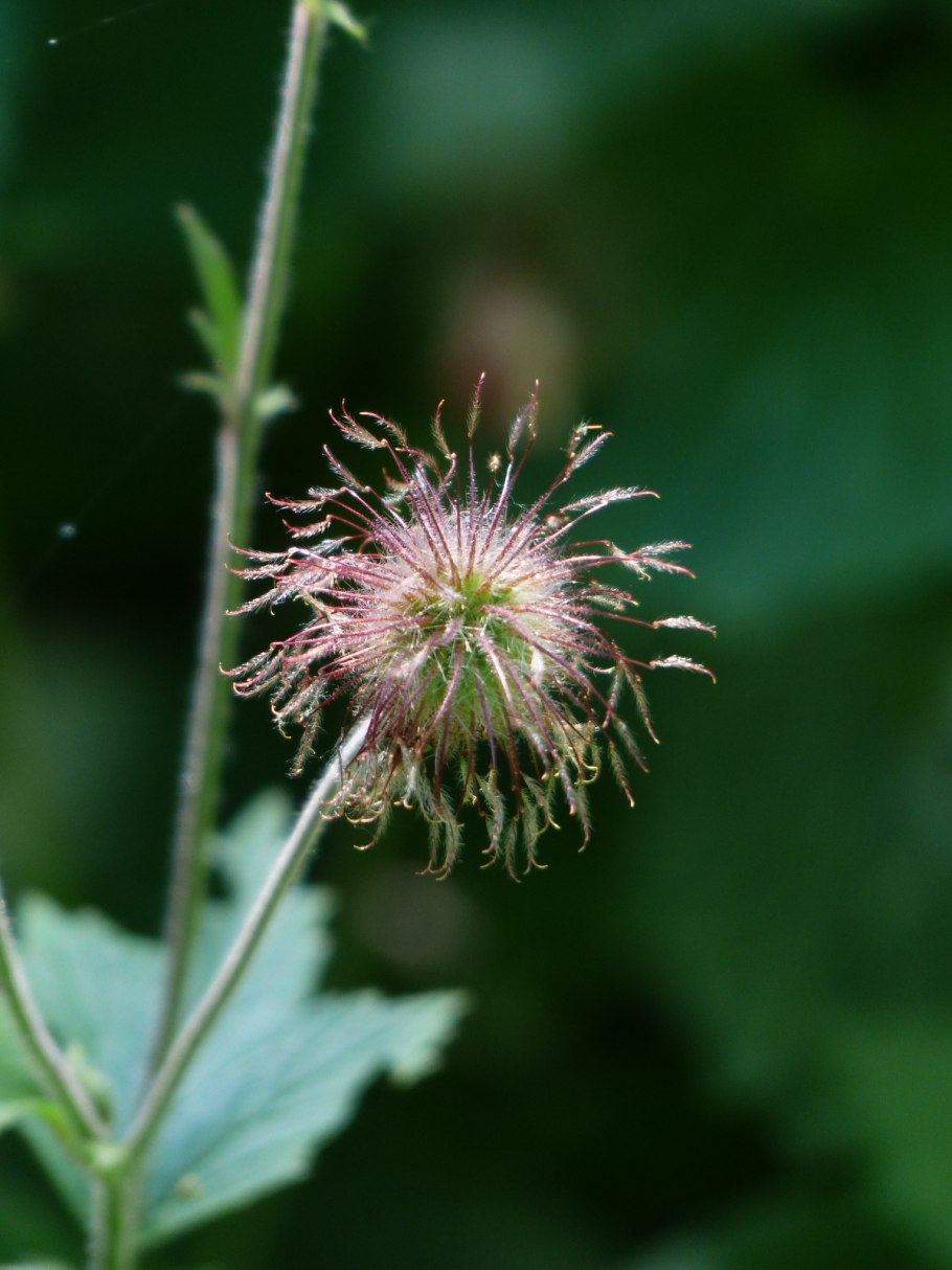 Гравилат Речной цветок