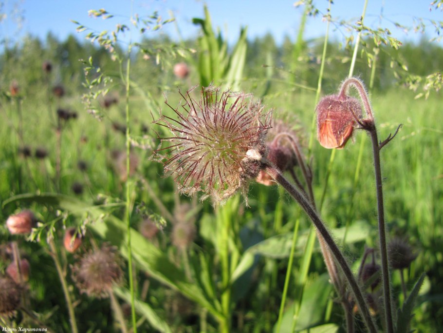 Гравилат в природе