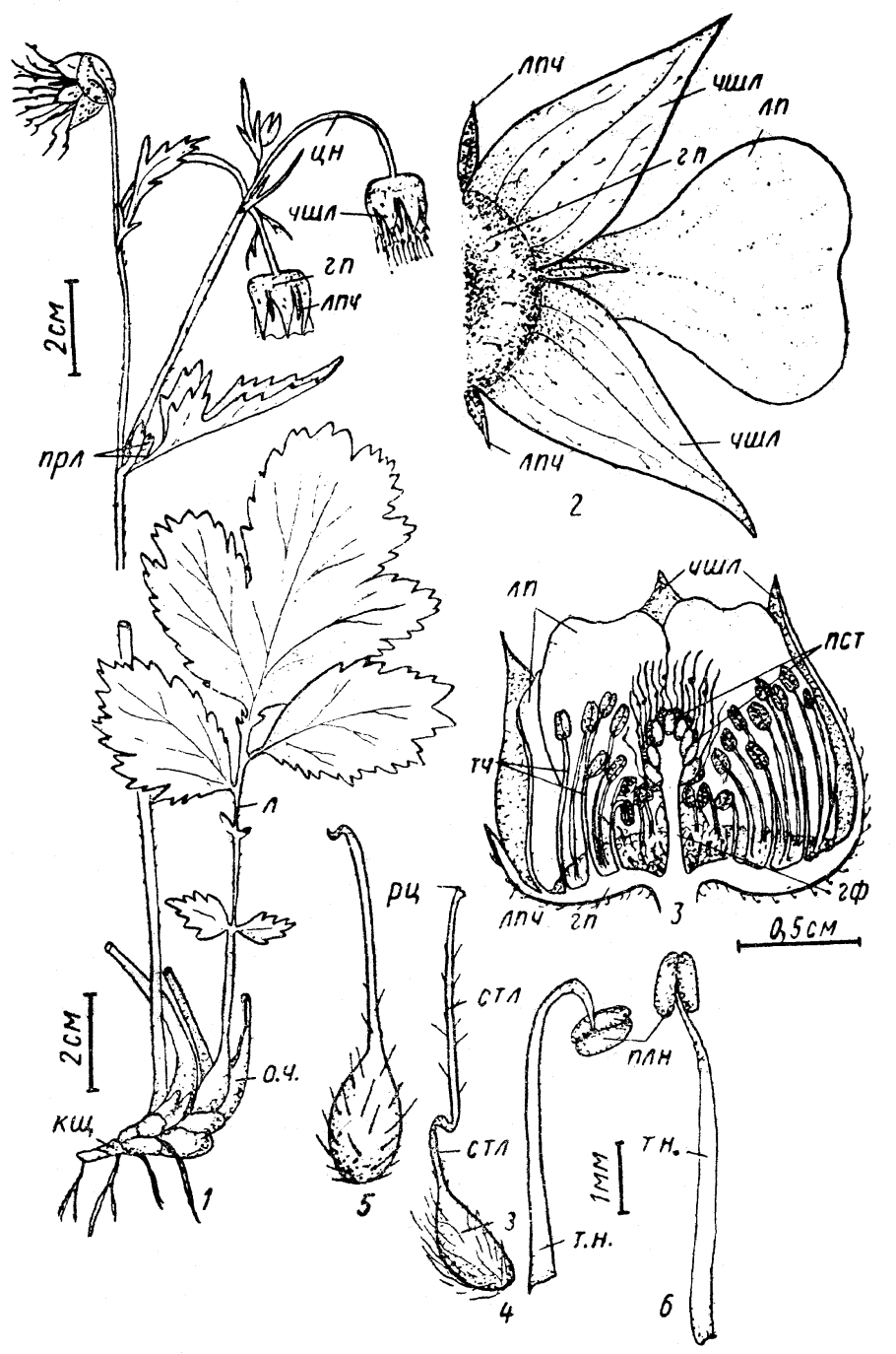 Растение гравилат Речной