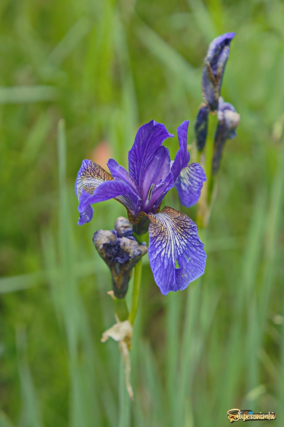 Ирис Касатик Сибирский