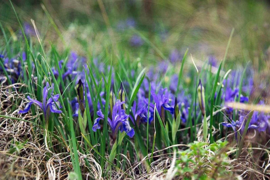 Касатик (Ирис) безлистный