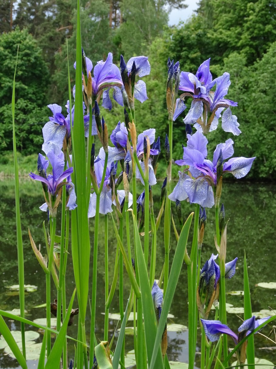 Дикий Ирис Касатик