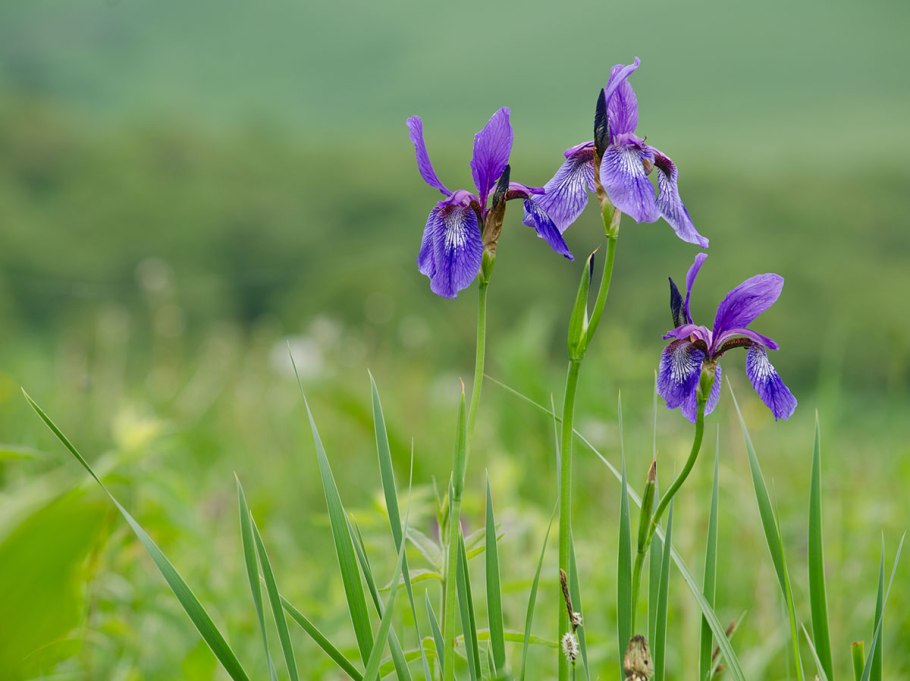 Ирис Сибирский Ринго