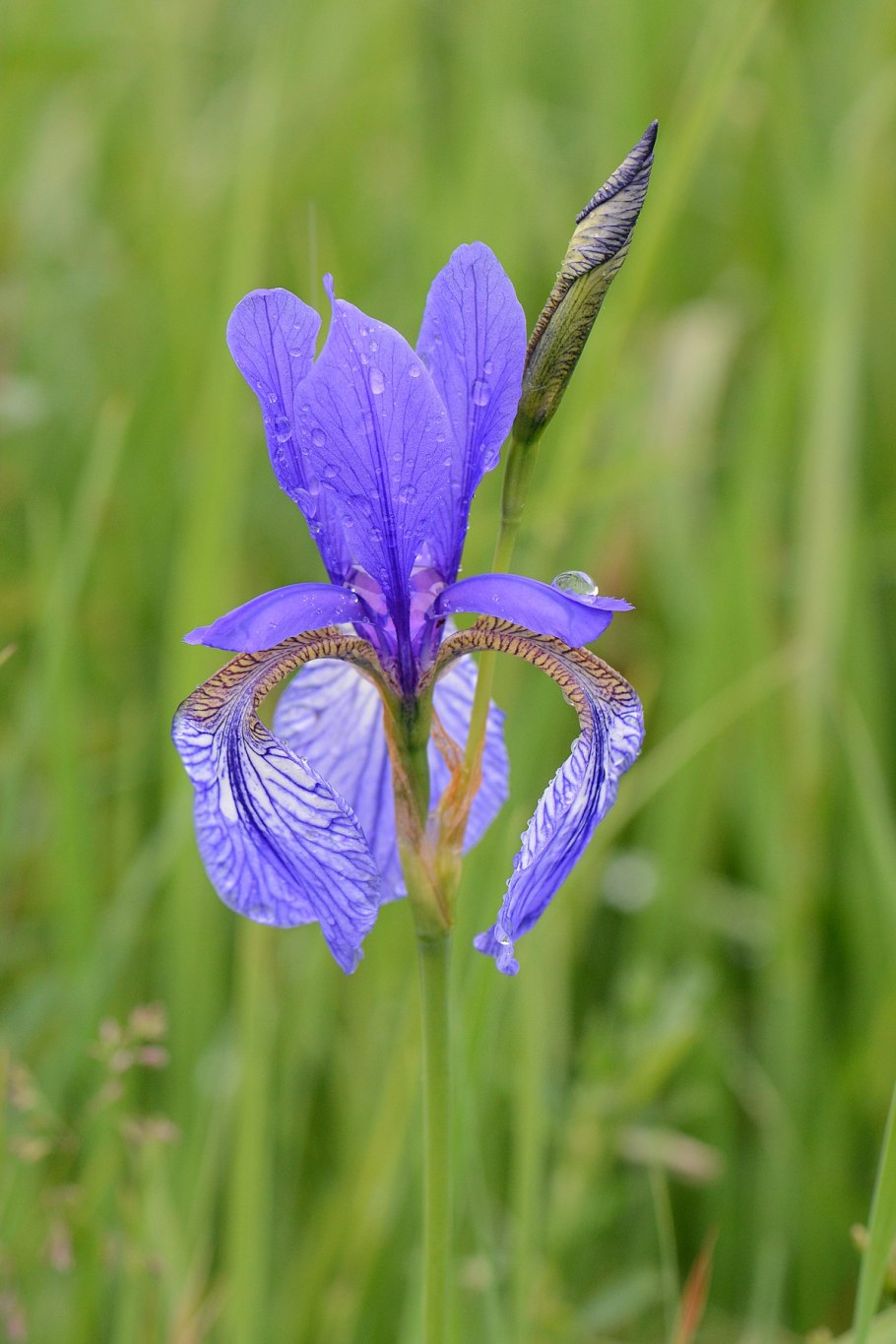 Ирис Сибирский Iris sibirica