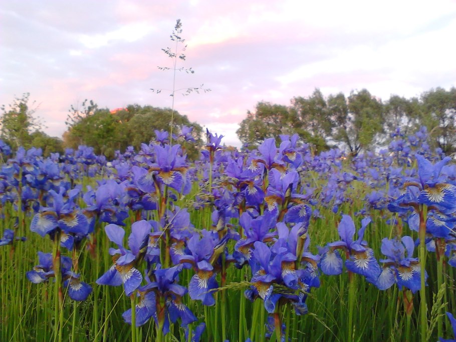 Ирис полевой