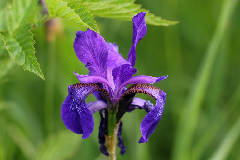 Ирис Сибирский (лат. Íris sibírica)