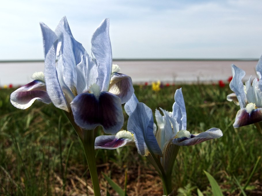 Ирис осоковидный