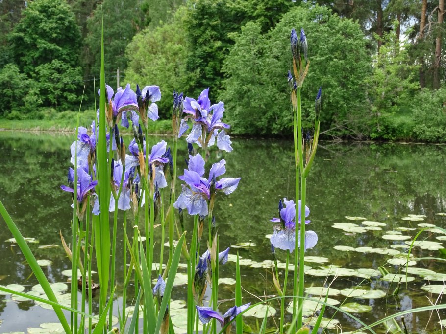 Луговое растение Ирис