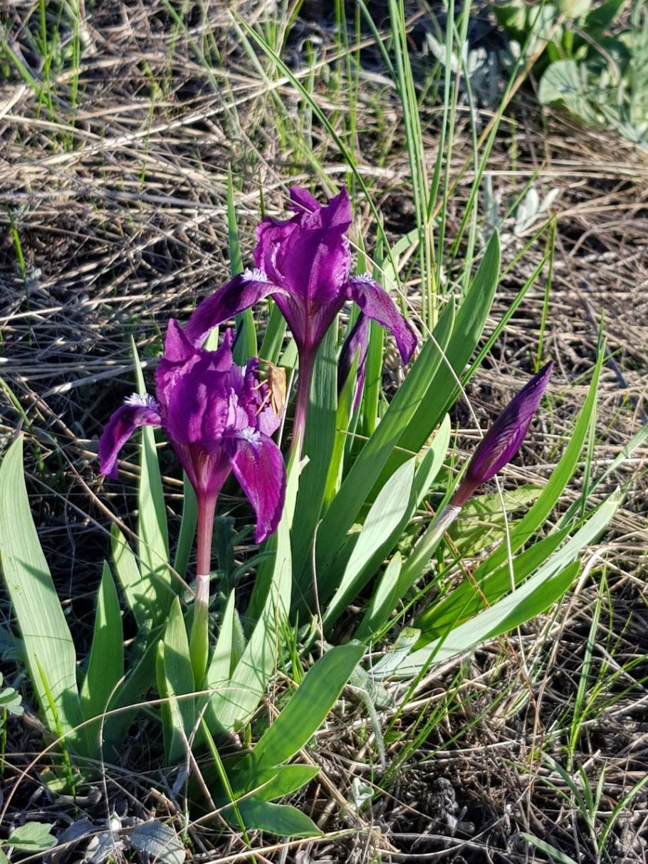 Касатик полевой Ирис