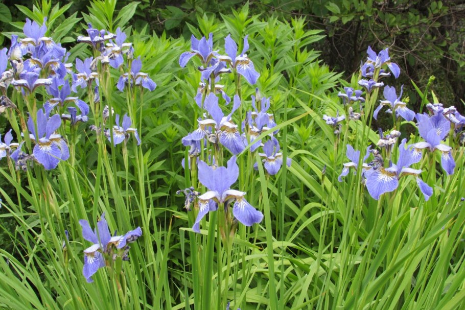 Ирис полевой