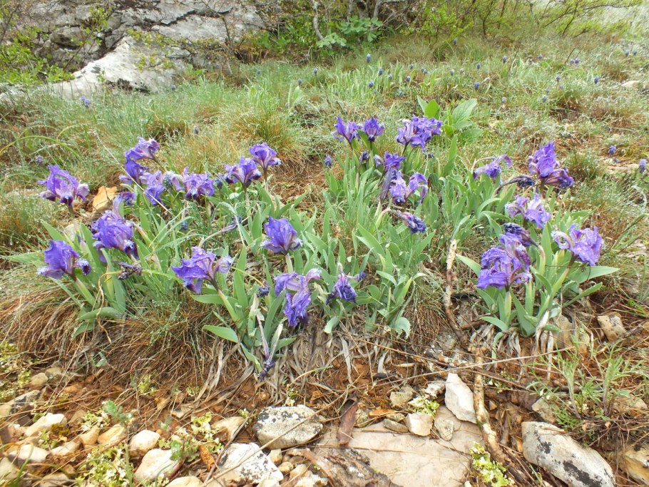 Карликовые Дикие ирисы в Крыму