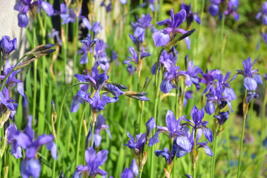 Ирис Сибирский дикий