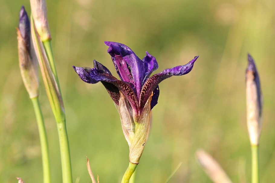 Касатик (Ирис) Байкал