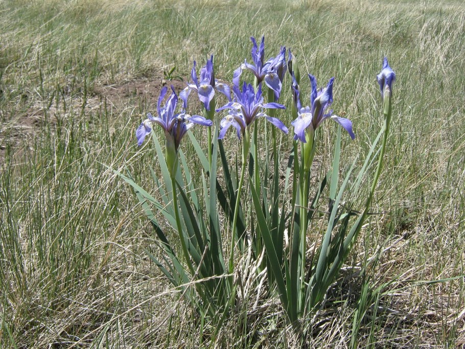 Ирис Сибирский дикий