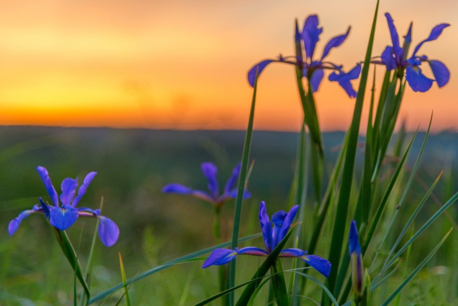 Ирис Аляска Кантри