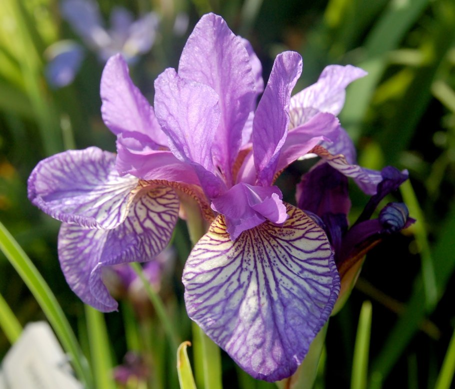 Касатик полевой Ирис