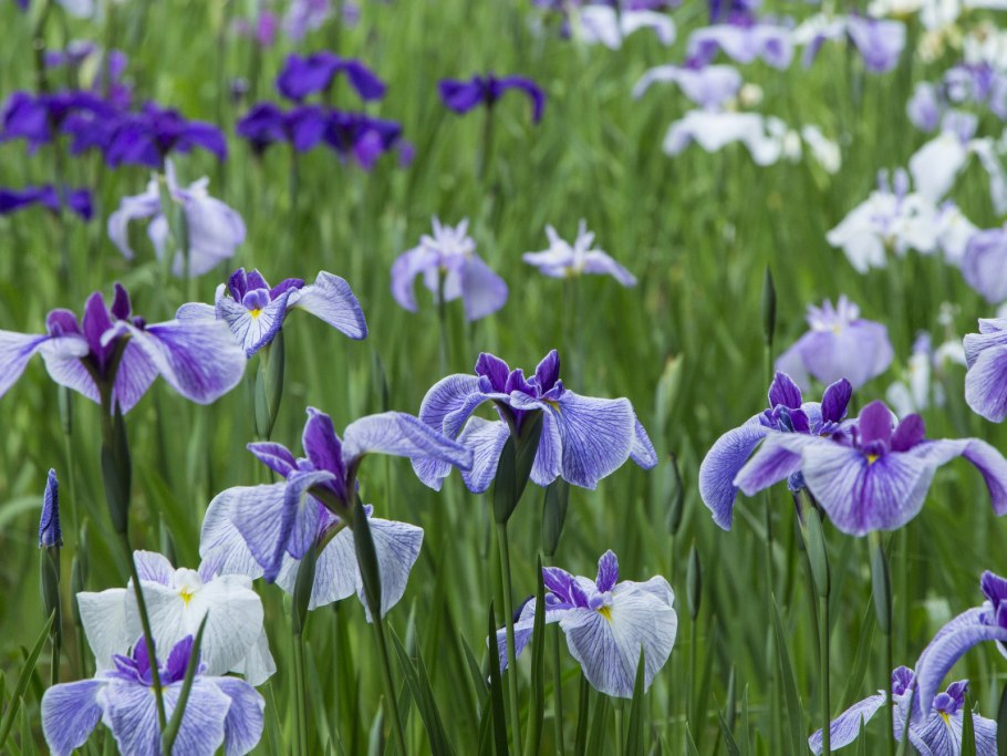 Ирис соцветие