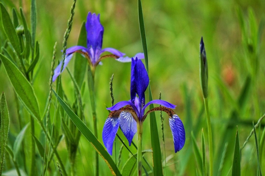 Китайский Ирис цветок фото