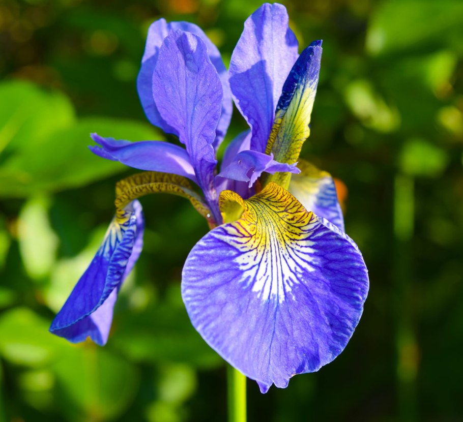 Ирис Сибирский 'Dear Delight'