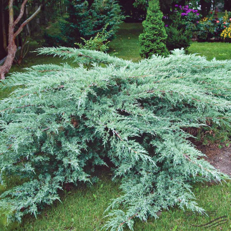 Можжевельник виргинский Juniperus virginiana Hetz